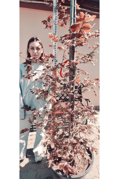 Бук лісовий Атропуніцеа Пурпуреа - конт 80л/вис.350-380см/Ø50-70см/обхват 8-12см 